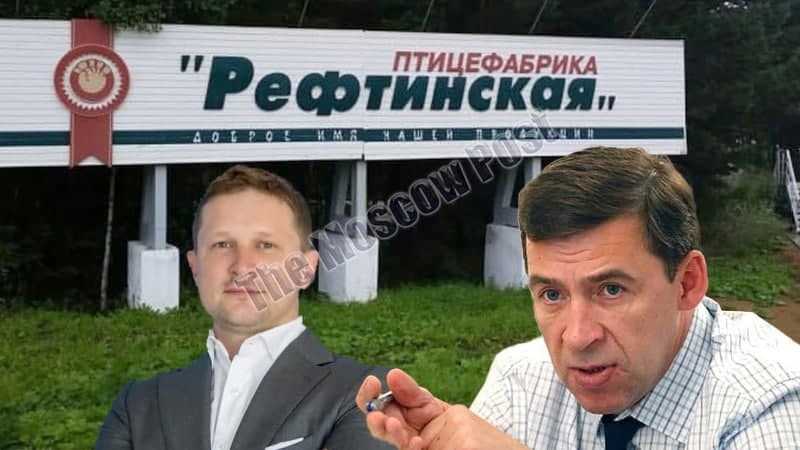 Как Куйвашев "в ощип": что происходит за забором Рефтинской птицефабрики?