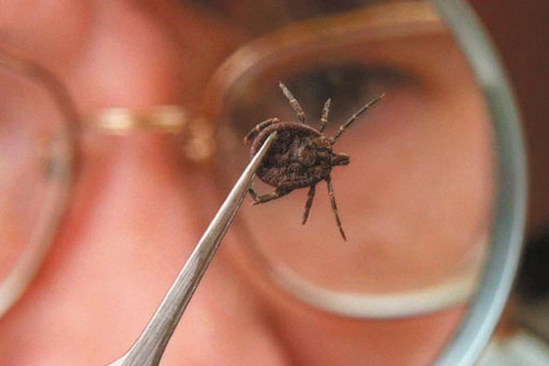 10 жителей Прибайкалья попали в больницы с клещевыми инфекциями