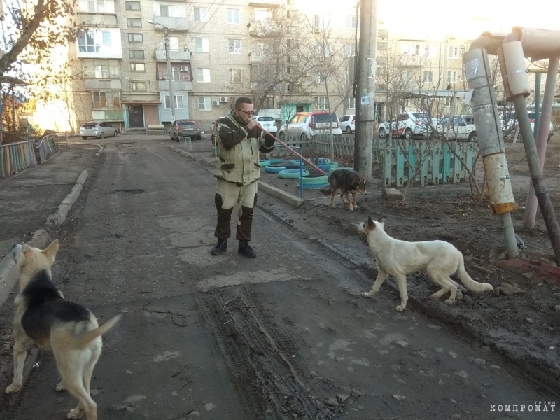 В коттедже парламентария кочевых псов нет: Куда в Астрахани разделяй 10-ки миллионов, которые были выделены на борьбу с собаками-каннибалами
