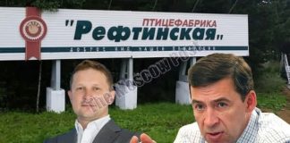 Как Куйвашев «в ощип»: что происходит за забором Рефтинской птицефабрики?
