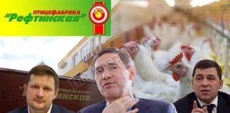 «Окорочка» в обмен на губернаторство: как связаны «Рефтинская птицефабрика» и кресло губернатора Куйвашева
