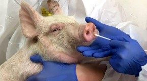 Шкурный интерес: ответственным за вспышку африканской чумы назначили бизнес