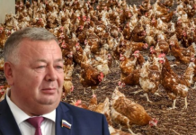 «Надрезать крылья»: какую судьбу бывший-член сената Николаев готовит «Чувашскому бройлеру»?