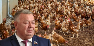 «Надрезать крылья»: какую судьбу бывший-член сената Николаев готовит «Чувашскому бройлеру»?