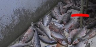 Антисанитария и кот привели к штрафу для рыбного цеха в Красноярске
