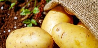 Иркутские учёные вывели новый сорт картофеля «Бабр»