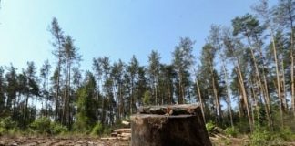 Пятеро жителей Бурятии нарубили леса на 56 миллионов рублей
