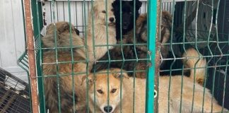 Приставы забрали 32 собаки у жительницы Красноярского края