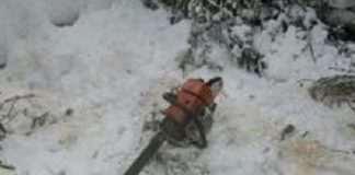В Томской области с начала года выявлено 25 незаконных вырубок древесины