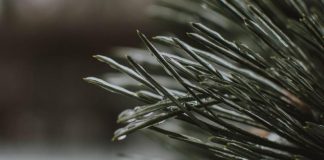Выше нуля, но с дождями. Красноярцам пообещали тёплую рабочую неделю