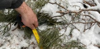 Житель Каргасокского района спилил в лесничестве 12 деревьев. Ведётся следствие
