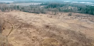 На Татышеве в Красноярске заметили круги на полях