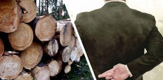 В Красноярском крае лесничий попался на взятке за помощь в незаконной вырубке леса