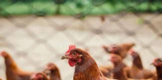 В районе Красноярского края ввели карантин из-за туберкулёза птиц