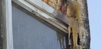 Вонь и жёлтые сосульки. Норильчанин пожаловался на соседа, «выгуливающего» пса на балконе