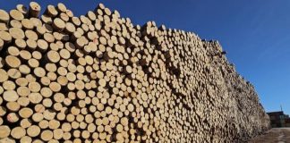 За контрабанду леса на 100 миллионов осудили предпринимателя из Иркутска