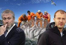 Рыбное место начальника Чукотки: Роман Копин перед возможной отставкой готовит себе «подушку безопасности»?
