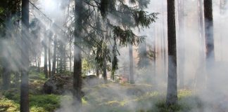 15 пожаров охватили полтысячи гектаров леса в Красноярском крае