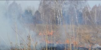 Двое мужчин жгли траву в Нижнеудинском районе, чтобы «лучше росли грибы»