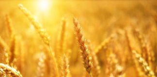 Новосибирец обвинен в демонтаже и продаже федеральных зерноскладов