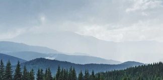 Рослесхоз выявил максимальный объём нарушений в лесах Томской, Иркутской областей и Красноярского края