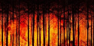 Сибиряков просят меньше гулять и не работать на воздухе, чтобы не отравиться дымом от пожаров