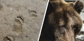 Следы крупного медведя заметили на дороге под Новосибирском
