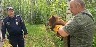 Томские полицейские изловили в Лагерном саду медвежонка. Видео