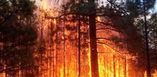 В Бурятии за сутки потушили два сложных лесных пожара