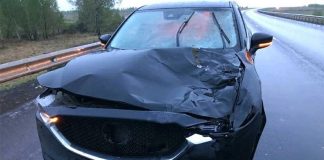 В ДТП в Нижнеудинском районе погибла лошадь