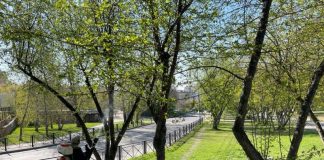 В Иркутске от горностаевой моли обработают более 54 тысяч деревьев