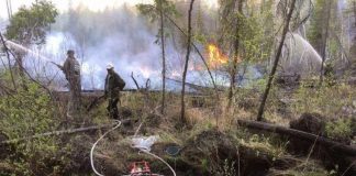В лесах Иркутской области за сутки потушили 21 лесной пожар