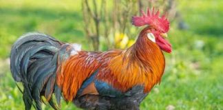 В Новосибирске создадут вакцину на основе куриного бронхита