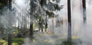 В Новосибирской области за неделю зарегистрировано 19 лесных пожаров