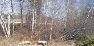 В Парабельском лесничестве незаконно вырубили 56 сосен на миллион рублей