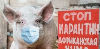 В соседнем с Томской областью ХМАО выявлен ДНК-вирус африканской чумы свиней
