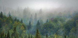 В Красноярском крае появится новый заповедник