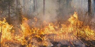 В Красноярском крае возбуждено 30 уголовных дел из-за массовых пожаров
