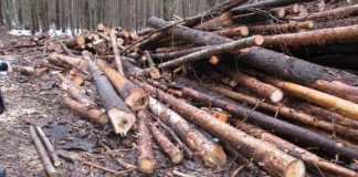 В Красноярском крае вынесли приговор за незаконную рубку леса на ₽21 миллион