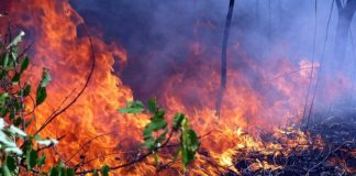 За сутки в лесах Иркутской области потушили девять пожаров