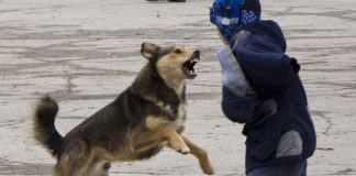 Жители Новосибирска бояться отпускать детей на улицу из-за свор бездомных собак