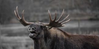 Жителя Красноярского края оштрафовали на 80 тысяч за смертельную аварию с лосем