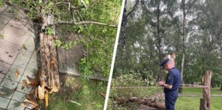Администрация Новосибирска заявила, что дерево упало на мальчика из-за непогоды