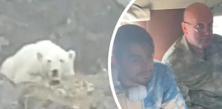 Белому медведю с консервной банкой во рту всё хуже. К нему уже летят ветеринары. Видео