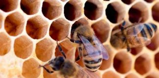 Предприятие из Новосибирской области распыляло химикаты из-за чего произошел падеж пчел