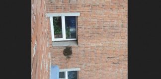Рой пчел атаковал многоквартирный дом в Новосибирской области