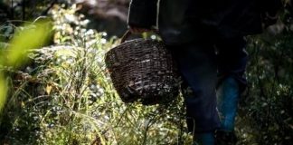 Собиравший грибы россиянин нашел в лесу закопанное тело с порезанной шеей