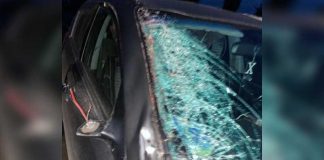 В Братском районе иномарка насмерть сбила лося