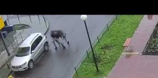 В Томске пьяный парень пнул два чужих автомобиля. Возбуждено уголовное дело