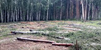 Инсайд. Как лесные участки достались компании без опыта и активов